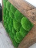 Premium Preserved Alpine Pillow Moss  Medium Green 150g Box