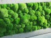 Pre-made Pillow Moss / Bun Moss Panel 30x30 cm (12''x12'') Pillow Moss Tile | color - light green