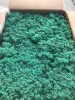 Norwegian Reindeer Moss ( Box 500g Gross ) Color Turquoise