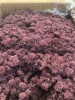 Norwegian Reindeer Moss ( Box 500g Gross ) Color Purple