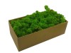 Preserved Swedish Reindeer Moss ''Cladonia Stellaris'' Color Light Green