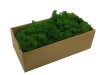 Preserved Swedish Reindeer Moss ''Cladonia Stellaris'' Color Medium Green