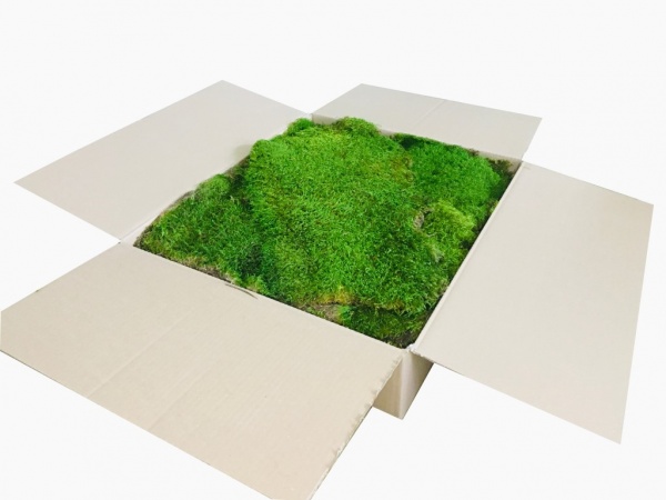 Preserved Moss 10 Sq.ft. Real Moss Floral Moss Green Bulk Moss Interior  Design Dyed Green Moss Forest Moss Tree Moss Craft Moss Decor Moss 