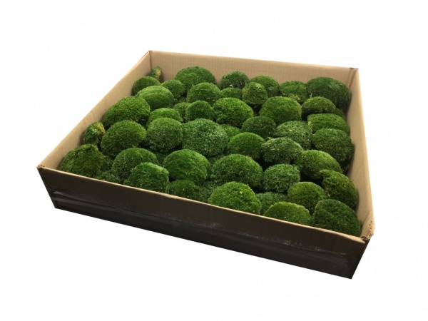 Preserved Green Sheet Moss Bulk Case