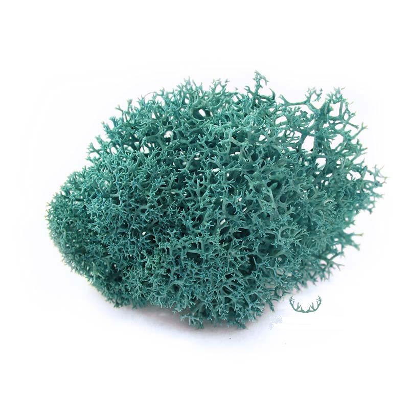 Reindeer Moss 5 kg Turquoise, Purified, Norwegian, 100% Real, Natural ...