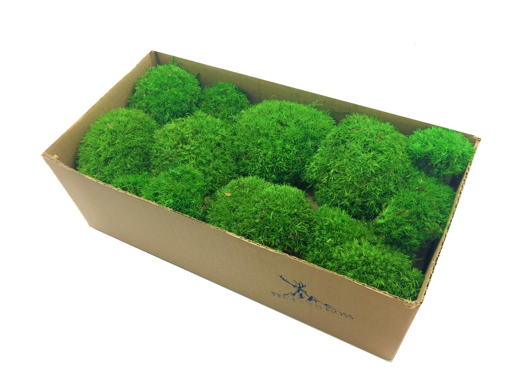 Wholesale Preserved Moss To Decorate Your Environment 