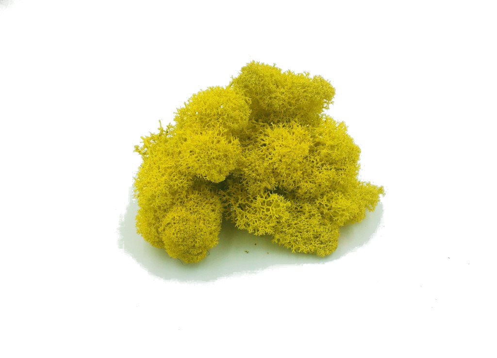 Purified FINNISH Reindeer Moss Yellow Color, 2kg Box, 100% Real ...